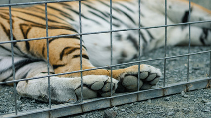 lonely sad tiger no freedom in the cage