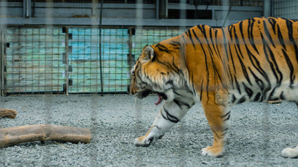lonely sad tiger no freedom in the cage