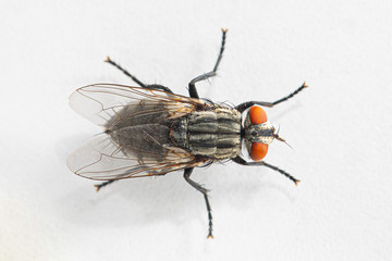 A close up dorsal view of a small housefly (musca domestica) in full detail, isolated against a white background, with colorful compound eyes and hairy legs.