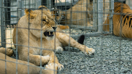 lonely sad tiger no freedom in the cage