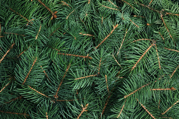 Branches of Christmas tree as background, closeup
