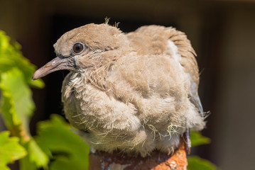 Wild pigeon chick. Eurasian collared dove (Streptopelia decaocto) is a dove species native to Europe and Asia. Streptopelia.