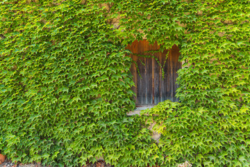 Wine leaves cover wood window