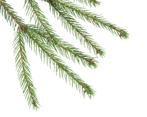 Fototapeta na wymiar Branches of fir tree on white background