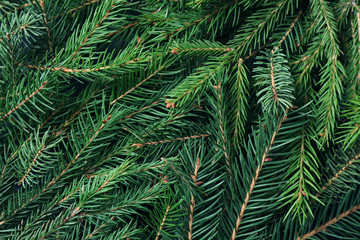 Branches of fir tree as background, closeup