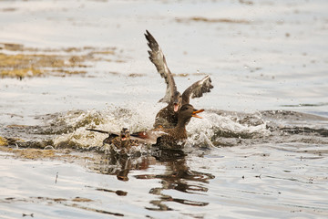 Fighting Ducks