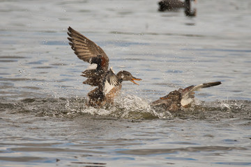 Fighting Ducks