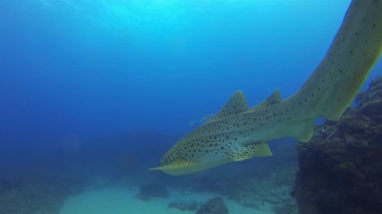 Zebra Shark Or Leopard Shark Close Up. Calm Peaceful Bottom Dwelling Shark & Tail Swimming On Coral Reef & Blue Sea Water.Beautiful Colourful Marine Life.Gentle Pelagic Carpet Shark Swimming Underwate