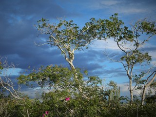 Caatinga em cores