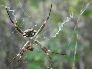 Aranha e teia