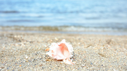 Fototapeta na wymiar Beautiful starfish on sand near sea, space for text. Beach object