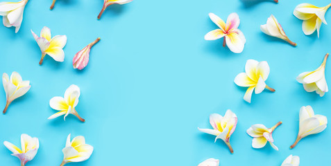 Plumeria or frangipani flower on blue background. © Bowonpat