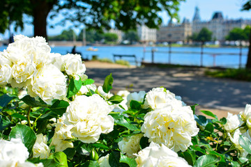 Tender white rose bush in front of the Copenhagen cityscape, Denmark. Nature in the city