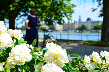 Tender white rose bush in front of the Copenhagen cityscape, Denmark. Nature in the city