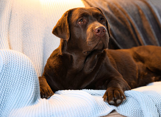 Cute chocolate Labrador retriever lying on couch at home. Warm and cozy winter