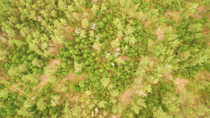 The forest from the drone