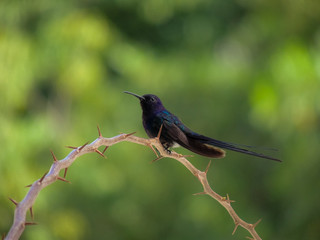 hummingbird
