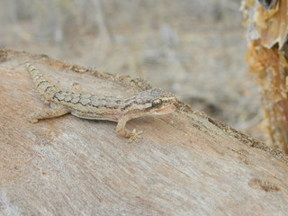 Lagarto