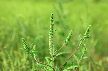 Blooming ragweed plant (Ambrosia genus) outdoors on sunny day. Seasonal allergy