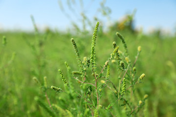 Fototapeta na wymiar Blooming ragweed plant (Ambrosia genus) outdoors on sunny day. Seasonal allergy