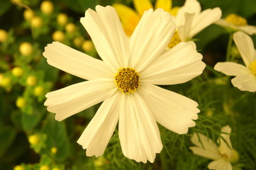 KONICA MINOLTA DIGITAL CAMERA