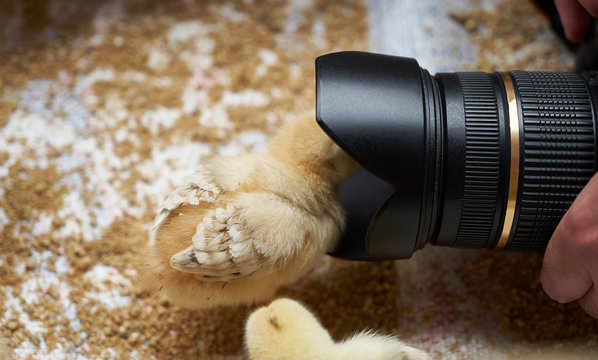 Taking photo of Newborn yellow baby chicks in a wooden box