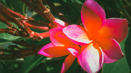 Some flowers are often used for rituals and therapy