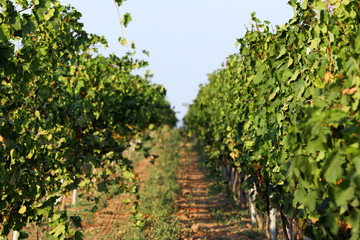 Fototapeta na wymiar Beautiful view of vineyard on sunny day