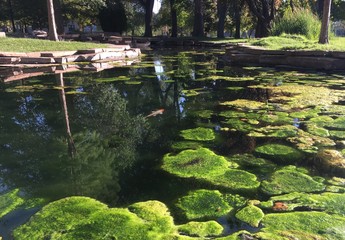 Pond with carps in Liberty Park, Salt Lake City, Utah, United States