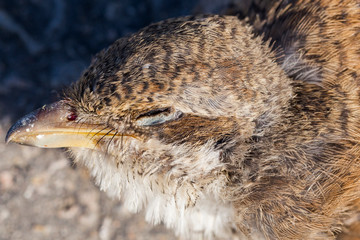 Dead bird. Road wars - death of a  Shrike. Death from the car. The red-backed shrike (Lanius collurio) is a carnivorous passerine bird and member of the shrike Laniidae. Juvenile bird - female.