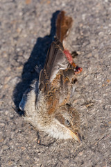 Dead bird. Road wars - death of a  Shrike. Death from the car. The red-backed shrike (Lanius collurio) is a carnivorous passerine bird and member of the shrike Laniidae. Juvenile bird - female.