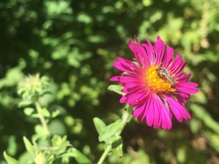 Obraz premium Bug pollinating a September Ruby Aster (Aster novae-angliae 