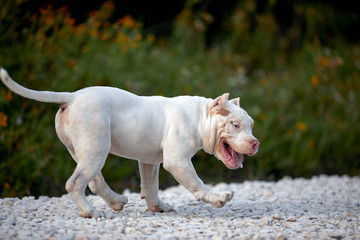 Cheerful dog bully run on gravel track and playing in the park.