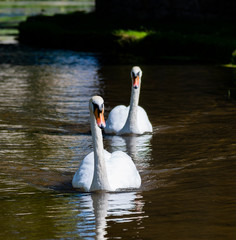Swans