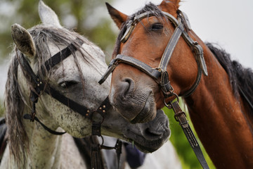 Obraz premium Couple of horse portrait on green field, close-up.
