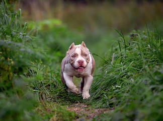 american bully dog running on the lawn green grass in the forest