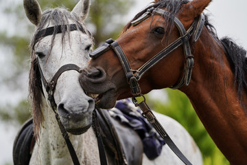 Couple of horse portrait on green field, close-up.