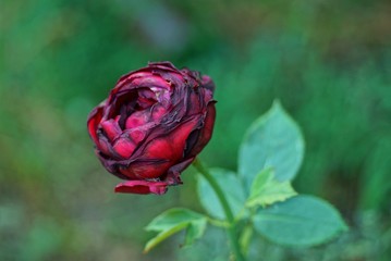 one bud of a red round rose on a stem 