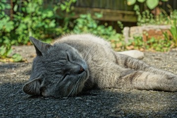 one big beautiful cat lies and sleeps on the asphalt 