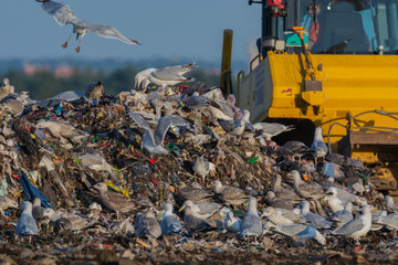 A lot of seagull pillet dump looks for and fights for human discarded food