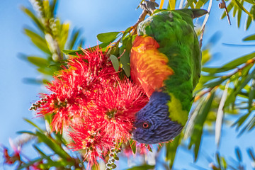Rainbow Lorikeet feeding in the Bottle Brush in the late afternoon.