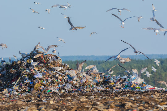 A lot of seagull pillet dump looks for and fights for human discarded food