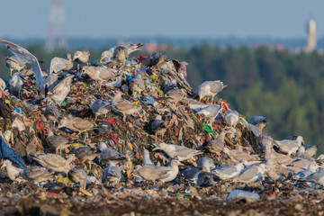 A lot of seagull pillet dump looks for and fights for human discarded food