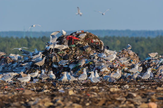 A lot of seagull pillet dump looks for and fights for human discarded food