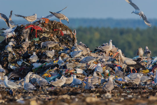 A lot of seagull pillet dump looks for and fights for human discarded food