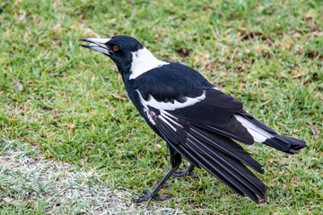 Magpie on the hunt