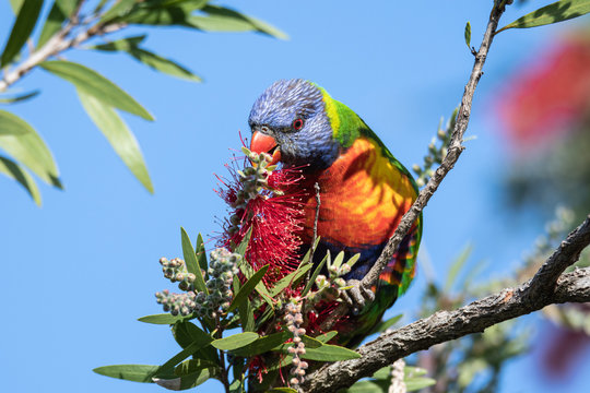 Rainbow Lorikeet feeding in the Bottle Brush in the late afternoon.