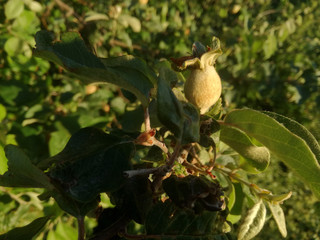 The young fruit growing on the tree. Contrast of natural colors of green and yellow. Food in perfect conditions in development and transformation. Quince. EU Horticulture.