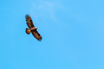 Golden Eagle in Flight