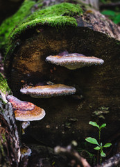 Dew covered bark mushrooms grow on a moss covered fallen tree